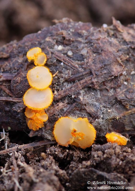 , Arachnopeziza aurelia (Mushrooms, Fungi)